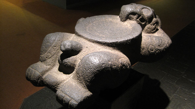 Illustration for article titled Here's Every Single Penis in the American Museum of Natural History